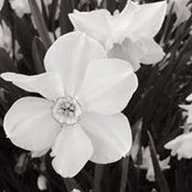 Sarah Smith McGraths foto