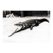 Ellie Ziggyさんの写真
