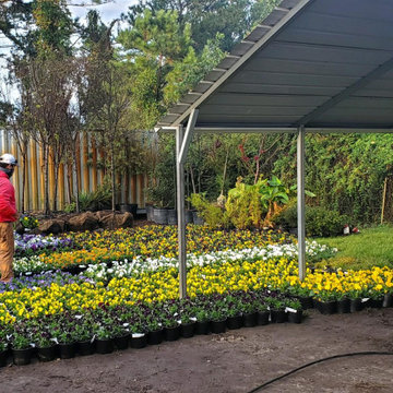Fall Planting Pansies