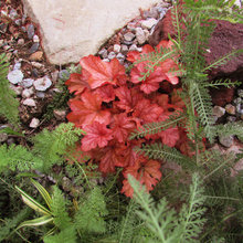 Plants