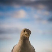 Foto von David Sohyer
