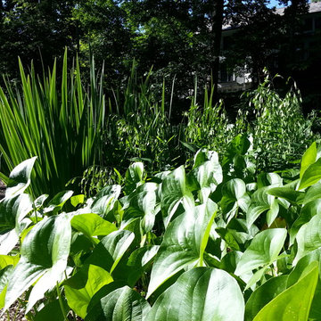 Rain Garden Installations
