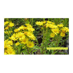 Native Plants - Products
