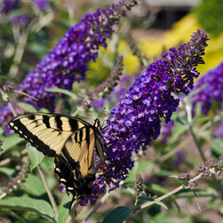 Asian Moon Butterfly Bush - Products