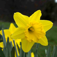 Bulbs