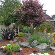 Front Yard Small