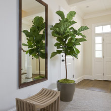 Indoor plants and planters