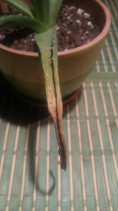 aloe vera definition Aloe x spinosissima -