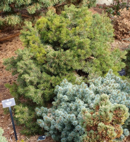 zone 5 conifers