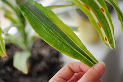 Sick dracaena with spots, really need some treatment advice :( | Houzz Forum