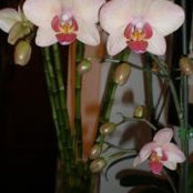 Olimpia Alonso Arnal's photo