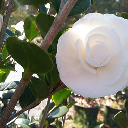 Current Featured Plants - Products