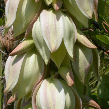 Yucca Glauca
