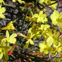Winter Gardening Ideas