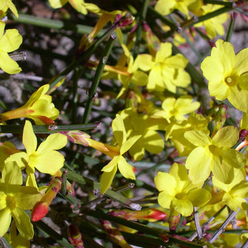 Great Design Plants