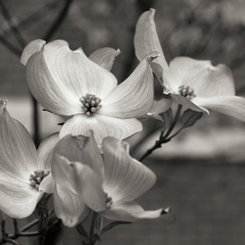 Fine Art Photograph, Dogwood Blossoms I BW Sq, Fine Art Paper Giclee