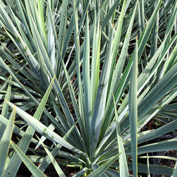 Current Featured Plants - Products