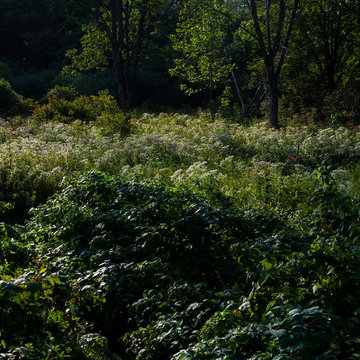 Food Foraging Meadow