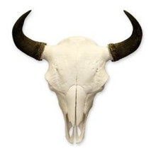 bison skull