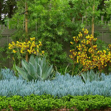 Yard ideas