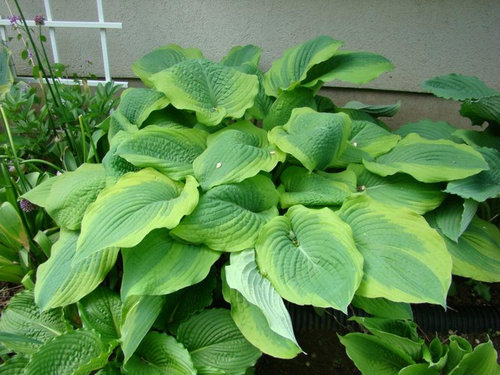 Happiness is a Garden Full of Hostas!