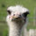 seth_adams24