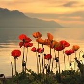 Sylvie de Courcel's photo