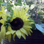 Sarah Benak's photo