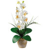 Phalaenopsis Silk Orchid Flower Arrangement, Cream