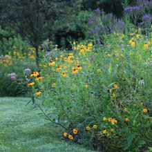 My garden