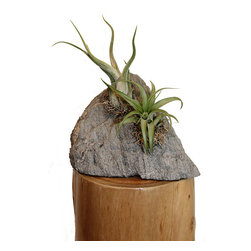 Sierra Artisan&trade; Natural Stone Planters - Products