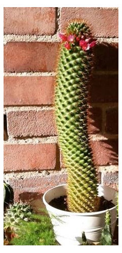 cactus ID, help identify this cactus species | Houzz Forum