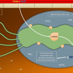 Urease - Products