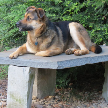 Pet friendly landscape