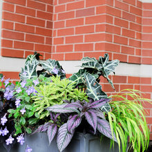 Front Window box