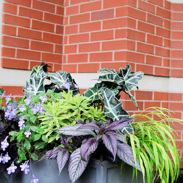 Summer Planters and Container Plantings