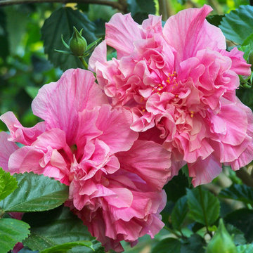 Hibiscus rosa-sinensis