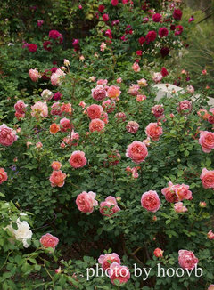 Please Post Pics of Your Jubilee Celebration Rose