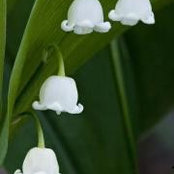 Foto von Jane Campbell