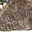 W. Johnson Ornamental Stone