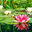 ALOHA GARDENING INC