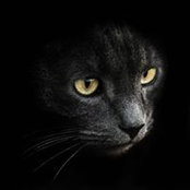 Nick Mujiri's photo
