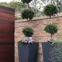 Backyard Plants