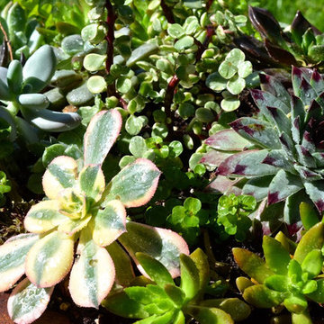 Succulent Planters