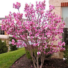 Front Landscaping Brainstorm