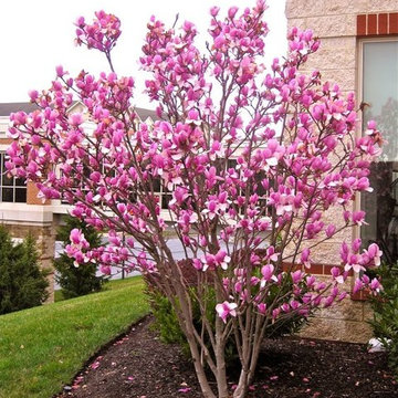 Saucer Magnolia Jane