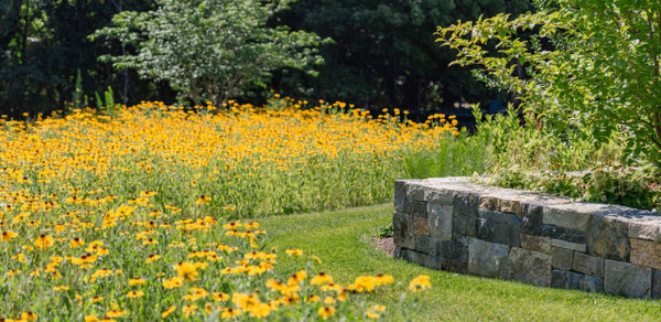 Tips for Growing a Native Wildflower Landscape