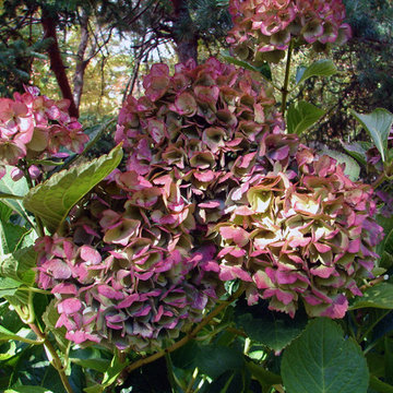 For the Love of Hydrangeas