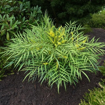 Soft Caress Mahonia