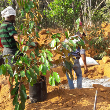Best Fruit Gardening service Plant Nursery in Malappuram Kerala India